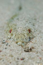 Lizzard fish.. Waiting for food...
Nikon D50, 105VR by Amir Stern 